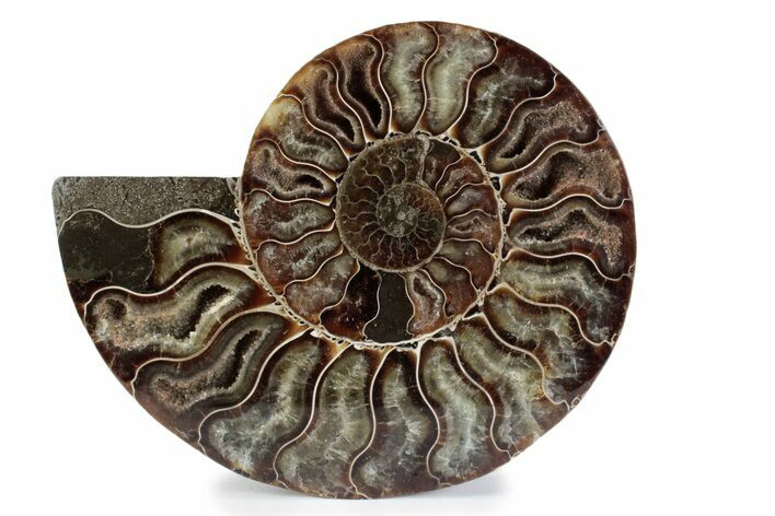 Cut & Polished Ammonite Fossil (Half) - Madagascar #362362